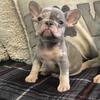 French bullldog puppies