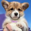 AKC Pembroke Welsh Corgi puppies for sale