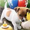 Jack Russell Terrier male shorty!