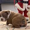 AKC English Bulldog Puppies 