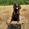 Female Boykin Spaniel