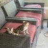 Bengal kittens