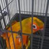 Sun conure 