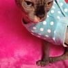 DBE Sphynx boy