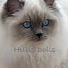 Imported Health Tested Parents ~ TICA Reg Traditional Blue Point Ragdoll Kittens ~ Champion Lines