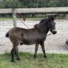 Mini Mule gelded 