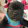 Frenchton, French Bulldog 