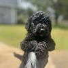 f1b bernedoodle boys