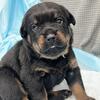 Rottweiler puppies AKC registered 