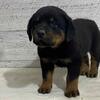 PUREBRED GERMAN  ROTTWEILERS