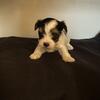 Morkie Poo puppies- available for Christmas taking deposits 