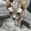sphynx