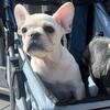 Black tri & platinum fluffy carrying French Bulldog Pups 