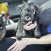 Miniature Schnauzer Puppy For Sale