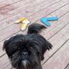 2&1/2 year old male Shih Tzu