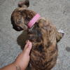 Brindle pitbull terrier 