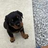 Rottweiler Puppies AKC