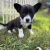 Corgi x border collie puppies