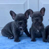 ✨🎉🎑Gorgeous Blue French Bulldog Puppies Now Available ✨🎉🎑