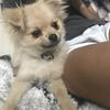 Coco - In November he will  2-Year-Old Male Pomeranian Looking for a Loving Home 