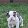 American Bully pups