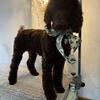 AKC Standard Poodles