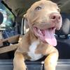 adorable pitbull for sell needs a loving home