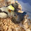 Hahn Macaw,SunConures,Dominant Red SunConures,Nandays,Greencheeks,Linnie’s , Parakeet babies 