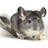 5 Month Old Standard Grey Female Chinchilla -- sassy girlie!