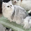 Ragdoll/Ragamuffin Cat