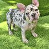AKC French Bulldog Puppies for sale!