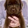 AKC Full English Labrador Retriever puppies