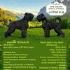 AKC Reg. Black Russian Terrier Male