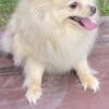 Pomeranian (female)