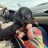 Dachshund puppies
