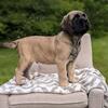 Healthy superb English mastiff puppies available7300930479