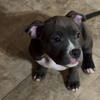 ABKC Pocket American bully puppy