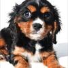 Cavalier King Charles Spaniel Puppy for sale 