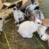 New Zealand Rabbits – Not Californians, category required by Hoobly.