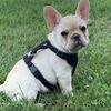 4 month old French Bulldog pup. 