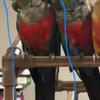 male crimson bellied conure