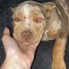 XL American Bully, Male Chocolate Merle