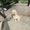 10 month old male golden doodle