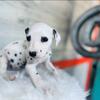 Dalmatian puppies 