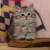 Beautiful affectionate Siberian kittens 