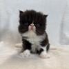 Black and white Persian female kitten 