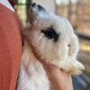 Estel | Netherland Dwarf Bunny