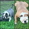 Olde English bulldog 