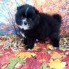 Pomeranian male puppy 