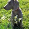 "Exquisite AKC Weimaraner Puppies: Majestic, Intelligent, and Ready to Join Your Family